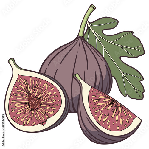 Hand-drawn botanical illustration of ripe purple figs, including whole fruit, a cross-section, and a slice with a leaf, isolated on a white background