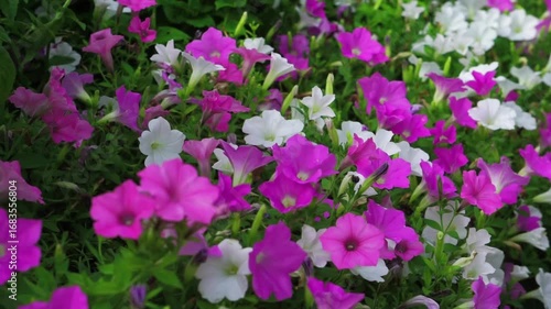 Wallpaper Mural ペチュニアの花畑 Torontodigital.ca