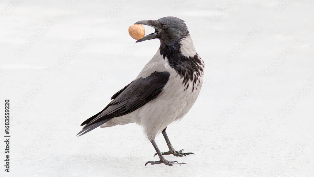 Fototapeta premium crow in snow