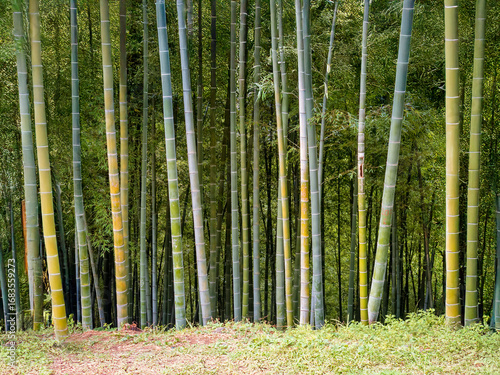 bamboo forest background