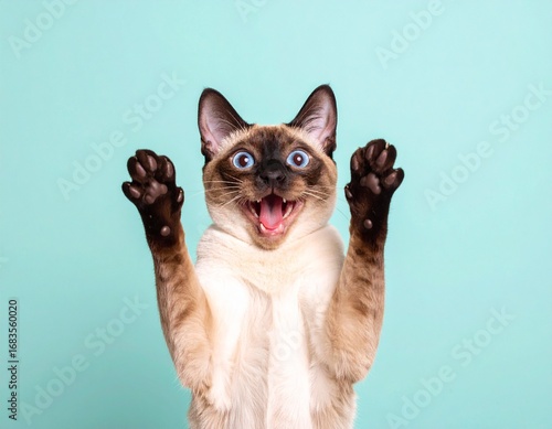 Joyful Siamese Cat with Wide Blue Eyes Raising Paws in Excitement Against a Pastel Turquoise Background Expressing Happiness and Surprise