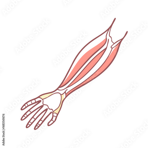 Anatomical drawing showing bones muscles and tissues of human arm