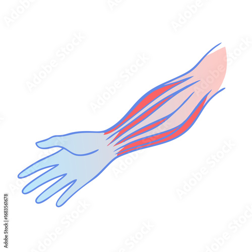 Stylized arm showcasing muscles and human anatomy on black