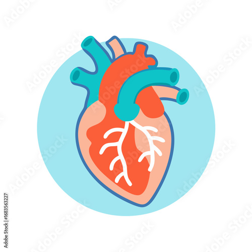 Anatomical heart illustration in bright colours on light background