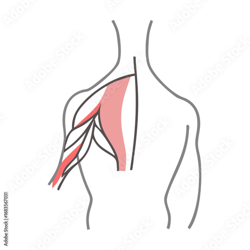 Anatomical illustration of brachial plexus, muscles, and shoulder structure