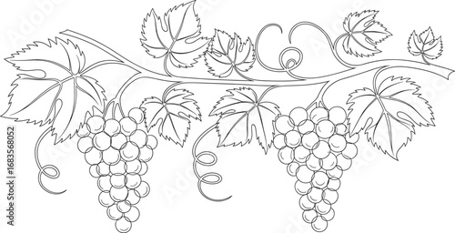 Black and White Line Art of Grapevine Branch with Two Grape Clusters and Leaves – Hand Drawn Botanical Illustration for Coloring, Print, and Design