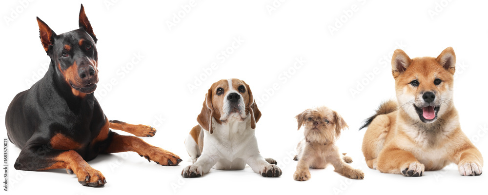 Obraz premium Cute dogs of different breeds isolated on white, collage
