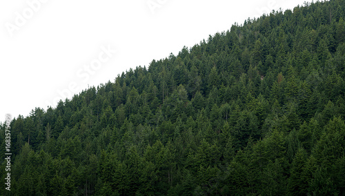 Lush green coniferous forest covering a steep hillside contrasting with black background isolated