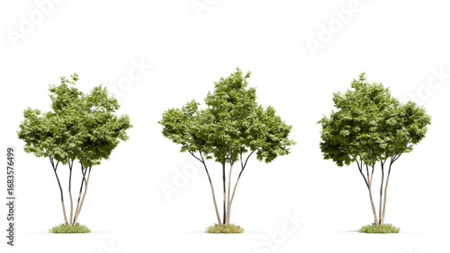 Group of multi-stemmed green trees with fresh foliage, ideal for 3D landscaping and environment design elements