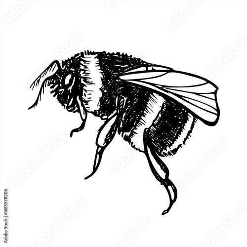 Buff tailed Bumblebee vector isolated outline drawing. Hand drawn flying insect in black sketch style. Monochrome garden bumble bee etching illustration for tattoo, biology poster, entomology book