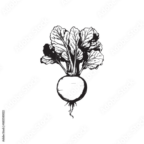Kohlrabi Vector (4).eps
