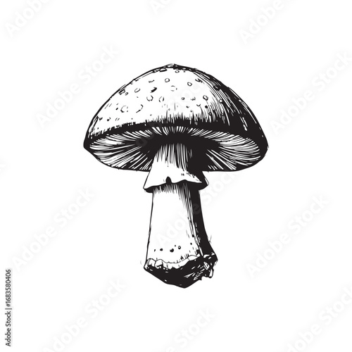 Mushroom Vector (4).eps