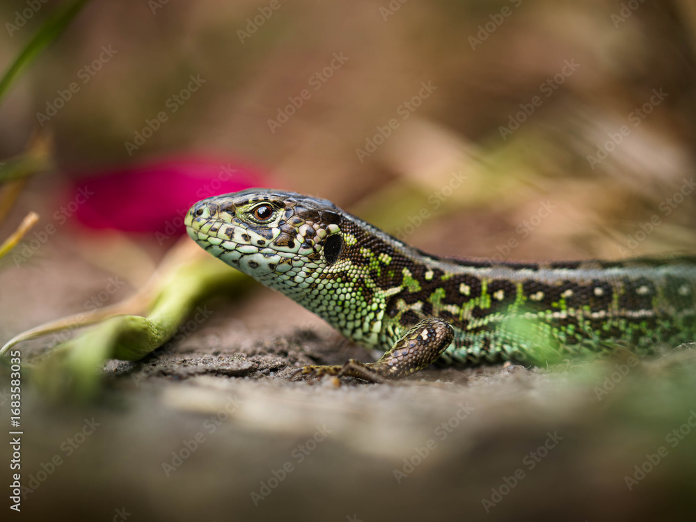 Naklejka premium Macro close-up of a green lizard on the ground in natural habitat. Wildlife reptile photography showing detailed scales, patterns, and nature environment.