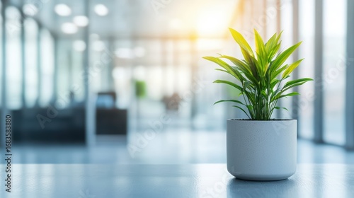 Green Desk Plant in Modern Office with Bright Sunlight Background