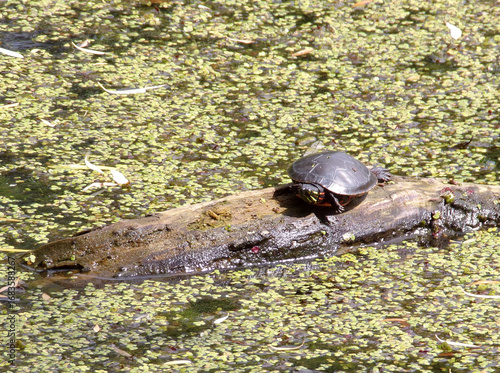 Wallpaper Mural Water turtles on the trunk ib pond Torontodigital.ca
