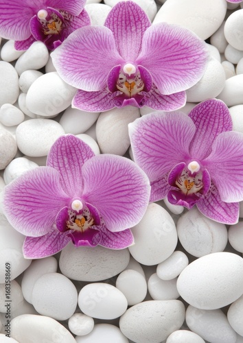 Beautiful Pink Orchids on Smooth White Pebbles for Serenity and Calm