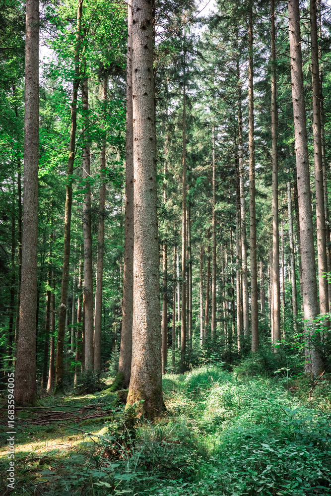Fototapeta premium mystical sun lit pine tree forest in germany