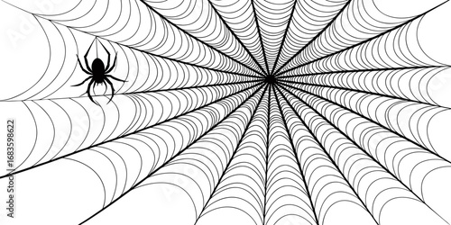 spider web vector art,design and graphic	