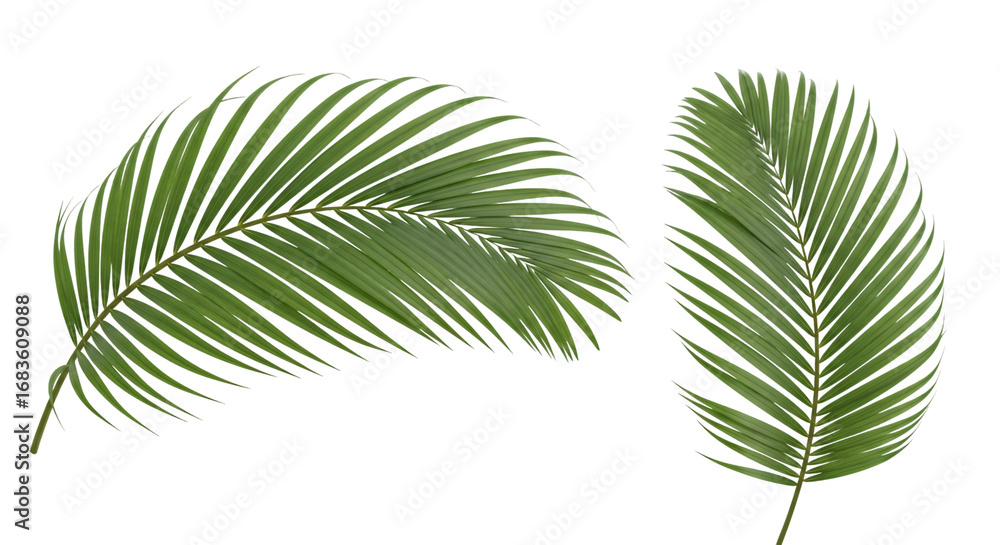 Fototapeta premium Two Lush Green Palm Leaves Isolated on White.