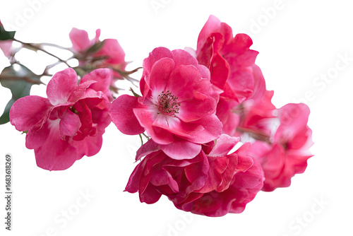 Wallpaper Mural Close-up of vibrant pink roses Torontodigital.ca