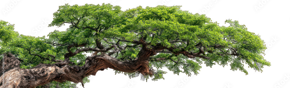 Obraz premium Lush, sprawling tree with extensive branches
