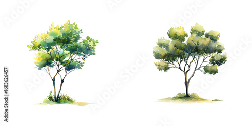 tree watercolor vector illustration