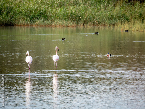 two flamingo on the lake