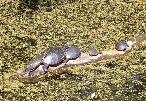 Wallpaper Mural Turtles sitting on trunk in the pond Torontodigital.ca