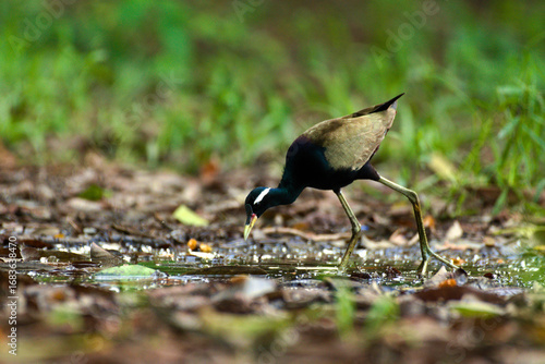 bronzed winged jacana bird in wild natural habitat