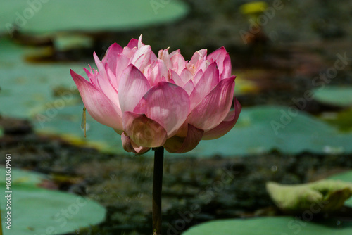 lotus flower garden in a green pond