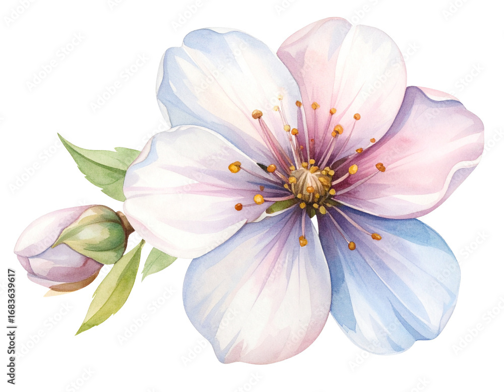 Naklejka premium Watercolor illustration of a single blue and purple flower