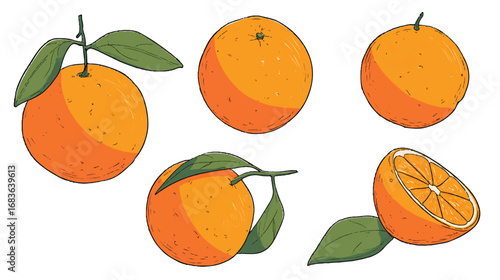 A Vibrant Display of Oranges with Leaves An Illustration of Fresh Citrus Fruits