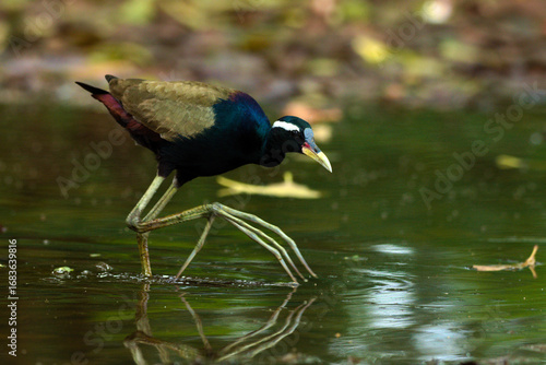 bronzed winged jacana bird in wild natural habitat