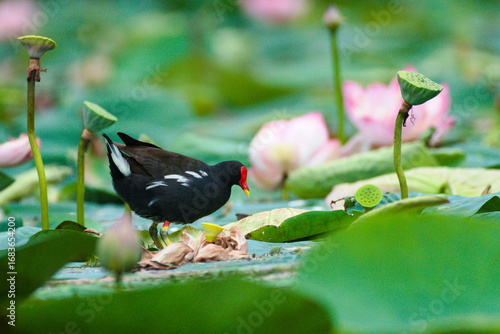 common coot in a lotus flower pond