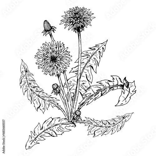 Hand drawn vector illustration of dandelion Taraxacum officinale with blooming flowers, buds and jagged leaves in ink engraving style, suitable for botanical design, herbal tea labels and natural