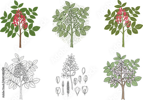 Red chestnut tree clipart – Aesculus carnea flower illustration, buckeye tree graphic, blooming botanical drawing for garden decor