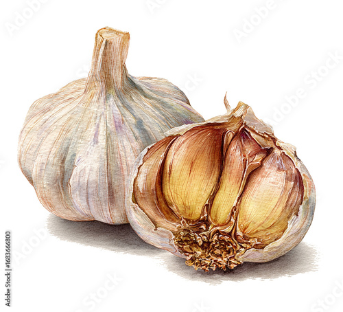 Hand-painted watercolor botanical illustration of a halved garlic bulb showing cloves inside, white background.