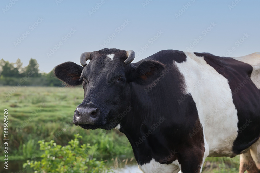 Beautiful black cow with white spots in meadow Beautiful black cow with white spots in meadow