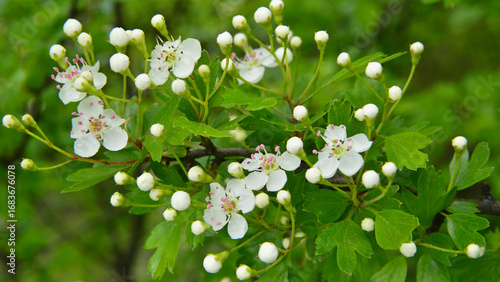 Crataegus monogyna flowering among raw green foliage.