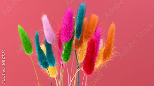 Wallpaper Mural Brightly colored Lagurus Ovatus Torontodigital.ca