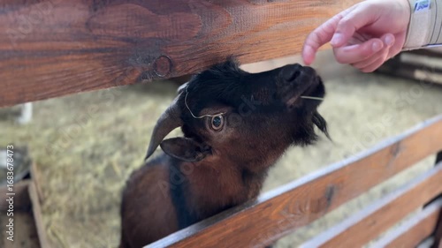 Brown goat reaching hand for food in wooden farm pen, human-animal interaction.