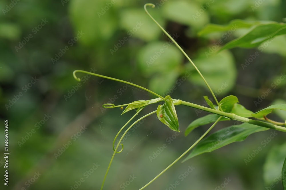 Obraz premium Smilax sieboldii, called Cheonggasideonggul in Korea, is a deciduous climbing vine with spines. Native to East Asia, it grows in forests and plays an important ecological role.