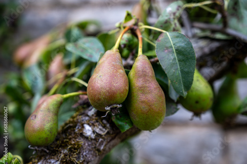 Green tree with hanging unripe organic Conference pear fruits in old French village