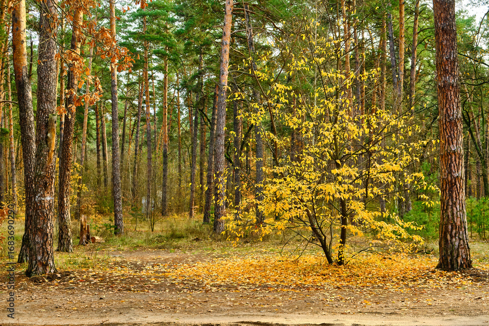 Fototapeta premium Yellow Autumn Tree in a Pine Forest