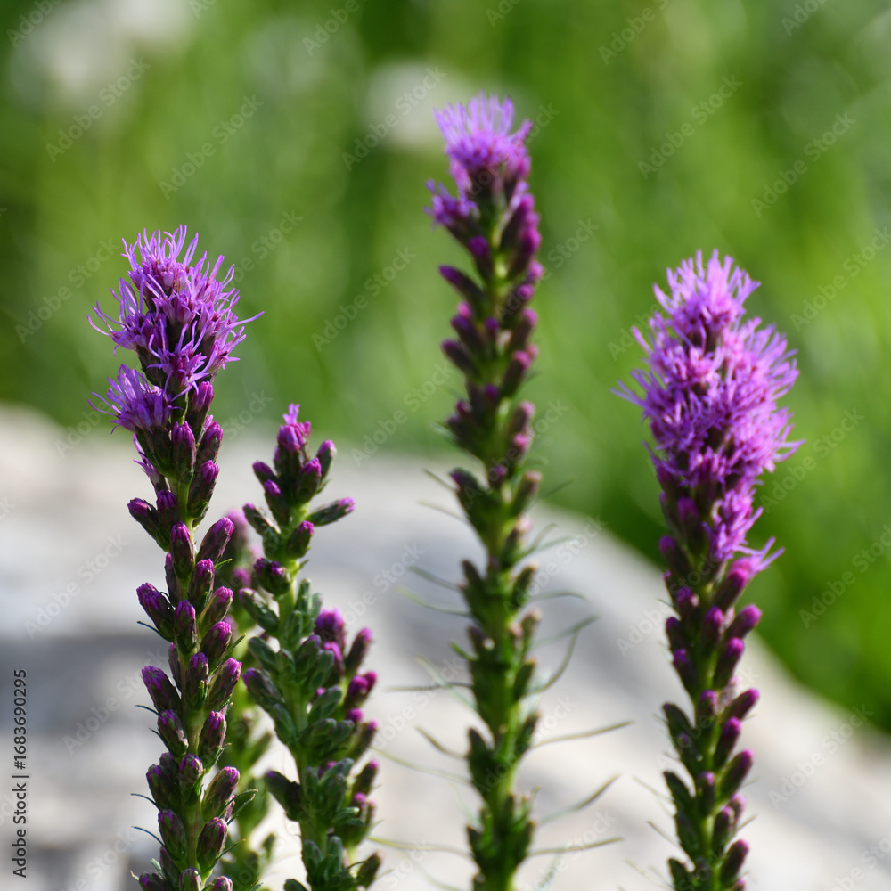 Obraz premium Liatris spicata is a herbaceous bulbous plant, a species of the genus Liatris of the Asteraceae family