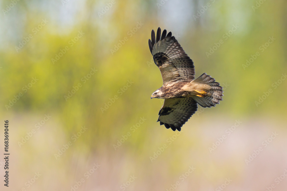 Fototapeta premium Common buzzard, Buteo Buteo, in flight