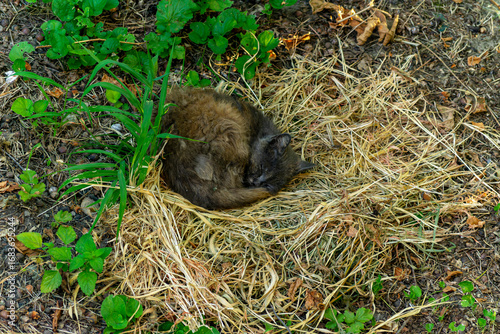 A homeless cat is sleeping on dry grass outside.