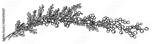 christmas botanical border with pine branches and berries in line art