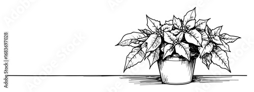 poinsettia plant in pot for christmas decoration in line style