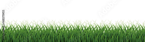 Green Grass Panorama And Isolated White Background